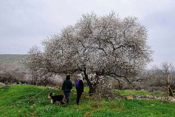 השקדיות הפורחות סמוך לגבול לבנון // צילום: אייל מרגולין-ג'יני