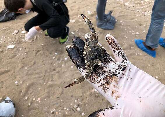 צב ים שמת כתוצאה מהזיהום // צילום: רשות הטבע והגנים