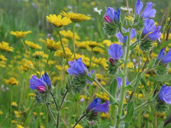 שמורת גמלא // צילום: שרית פלטצי מיארה