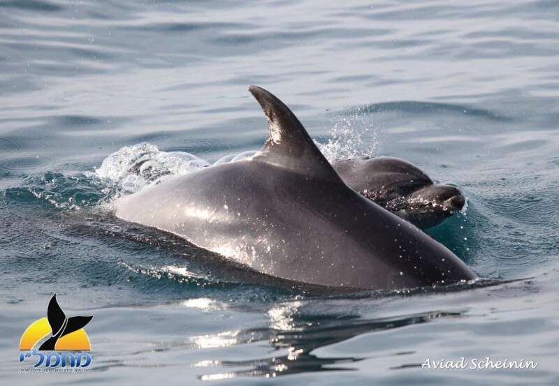 דולפינים מצויים מול חופי הארץ // צילום: אביעד שיינין, עמותת מחמל"י