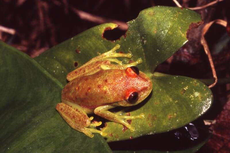 הצפרדע שעליה עשו את המחקר // צילום: ארתור שולר