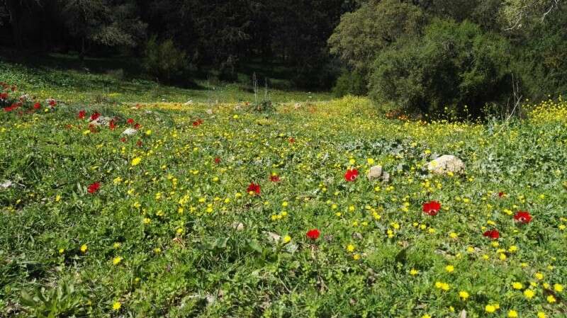 מזג אוויר אביבי ופריחה בהר דבורה// צילום: נטע בר