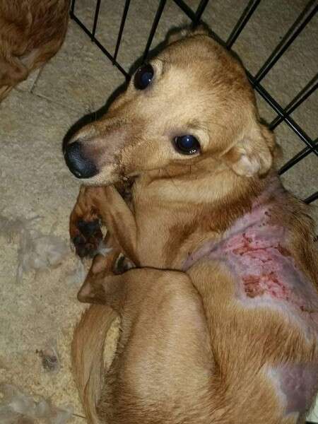 ארבעה מקרי התעללות יוחסו לנאשם // צילום: ד"ר דניאלה אורטנר