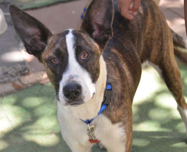 ג'וזי כלבה לאימוץ