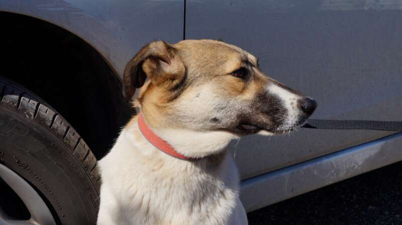 טובת לב ועדינה. פפסי