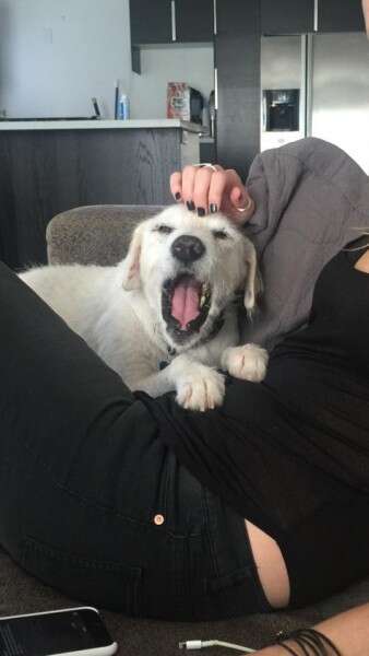 למדה לדבר ספרדית בשבילו. צ'רלי בביתו החדש בקליפורניה // צילום: פייסבוק