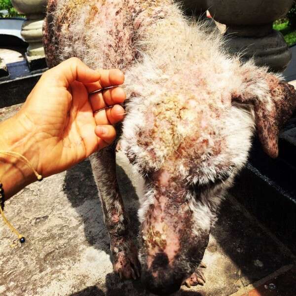 "הפציעות שלו נראו כמו הרי געש מדממים". צ'רלי לפני השיקום // צילום: פייסבוק