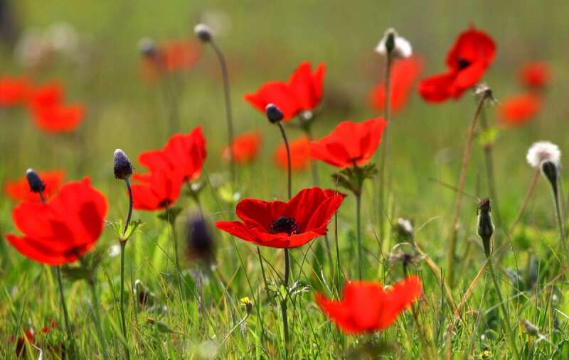 צילום: לירון אלמוג