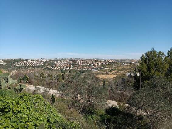 צילום: אריאל גביש