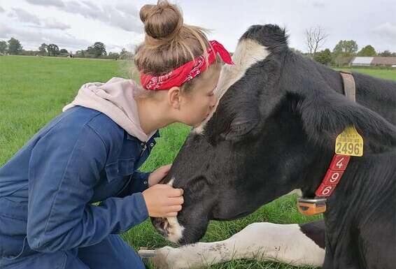 אוהבות להתפנק. צעירה בחוות חיבוק פרות בהולנד // צילום: מתוך עמוד הפייסבוק Koeknuffelen