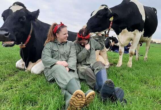 מרגיעות, חמודות - ומלקקות. צעירות בחוות חיבוק פרות בהולנד // צילום: מתוך עמוד הפייסבוק Koeknuffelen