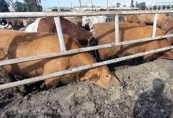 עגלים מורעבים ומוזנחים בקיבוץ ניר עם // צילום: עמותת אנימלס - חקירות