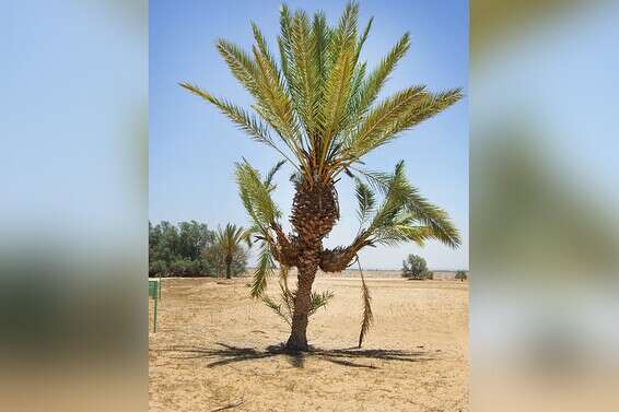 דקל // צילום: חנן ישר, מערך הסברה קק"ל