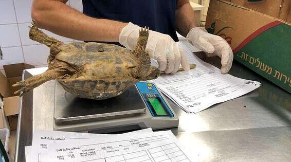 צב על מאזניים // צילום: באדיבות הספארי