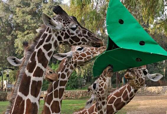 דניסה משחקת עם חברותיה הג'ירפות // באדיבות ספארי רמת גן