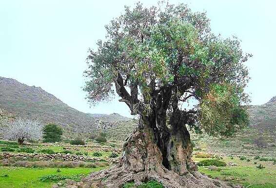 עץ זית // צילום: סוהיל זידן