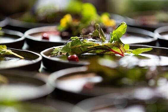 המנה המפורסמת של מושיק רוט - השפתיים של סלבדור // צילום: יח"צ