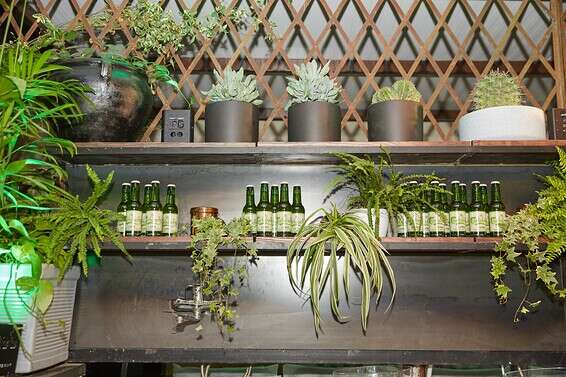 צילום: שוקה כהן