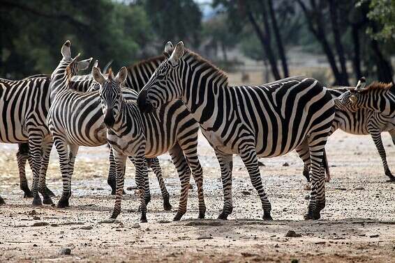 הזברות ישלמו את המחיר הכלכלי הכבד של משבר הקורונה? // צילום: גדעון מרקוביץ'
