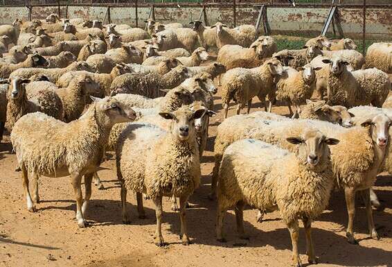 הכבשים של המשפחה. 600 ראש מונה העדר, והוא ניזון מגזרים, מסלקים ומגידולי החווה // צילום: איתיאל ציון