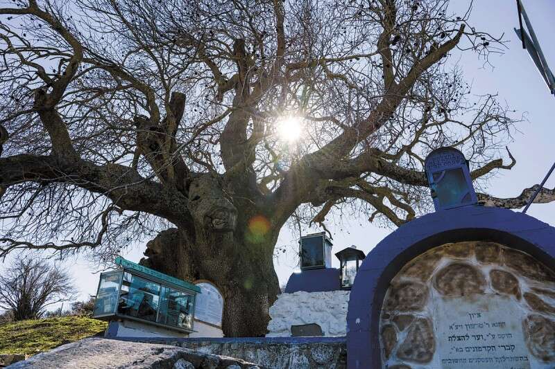 קבר רבי טרפון ועץ האלה האטלנטית שלצידו. מכונה "עץ הרחמים" // צילום: אליהו ג'יני