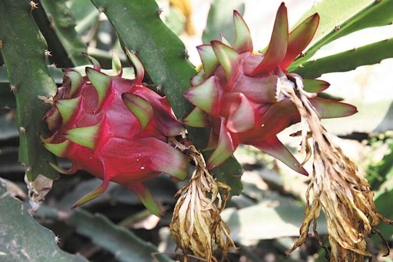 בוסתן שושן במושב מצליח. יותר מ־300 סוגים של פירות בצבעים, בגוונים ובטעמים שונים // צילום: לירון אלמוג