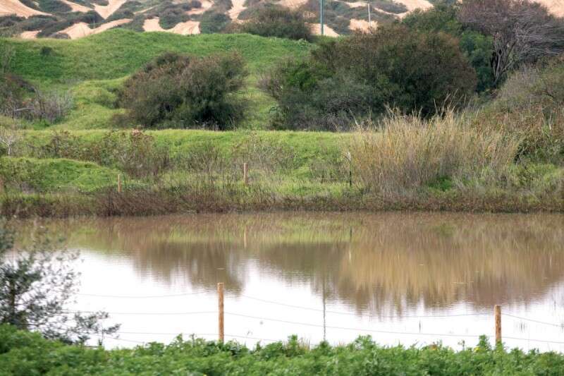 השלולית ברמת אביב. טבע בלב העיר // צילום: לירון אלמוג