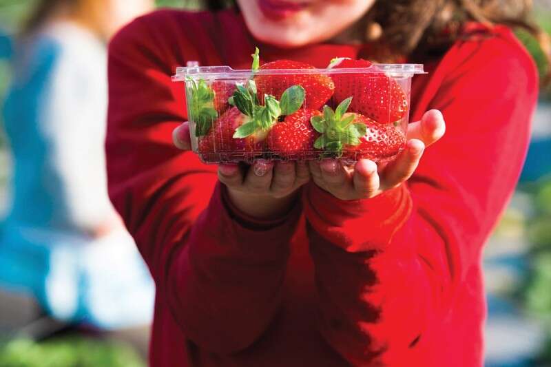 אגרונן. אווירה חקלאית