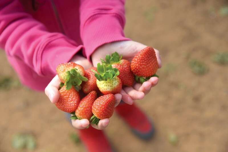 סתלבטות. מחיר הקטיף כולל סלסילת תותים // צילום: יוסי זילגר