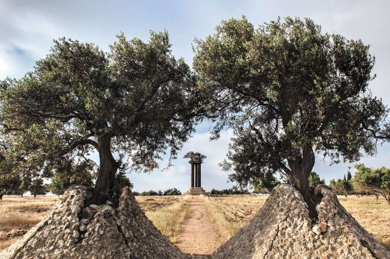 פארק עצי הזית ברמת רחל // צילום: עודד סמדר