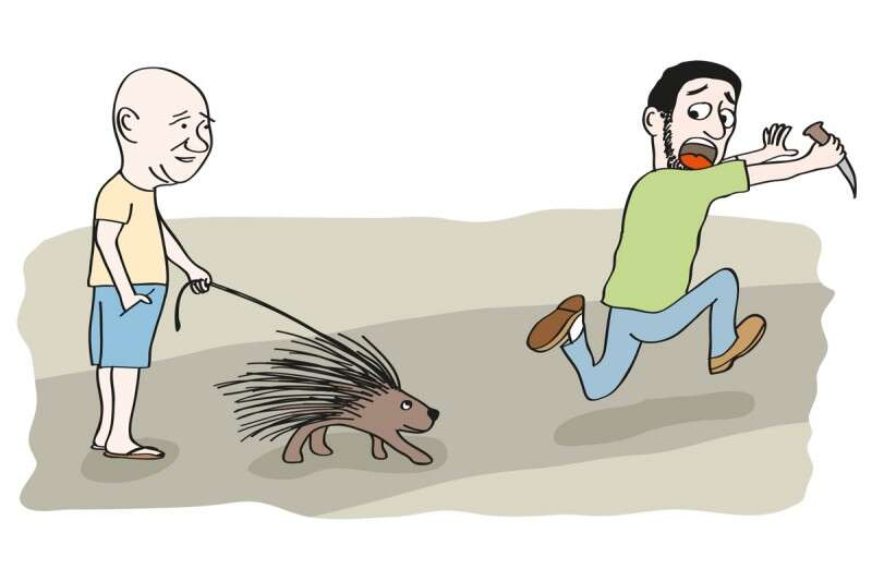 איור: טל לאור